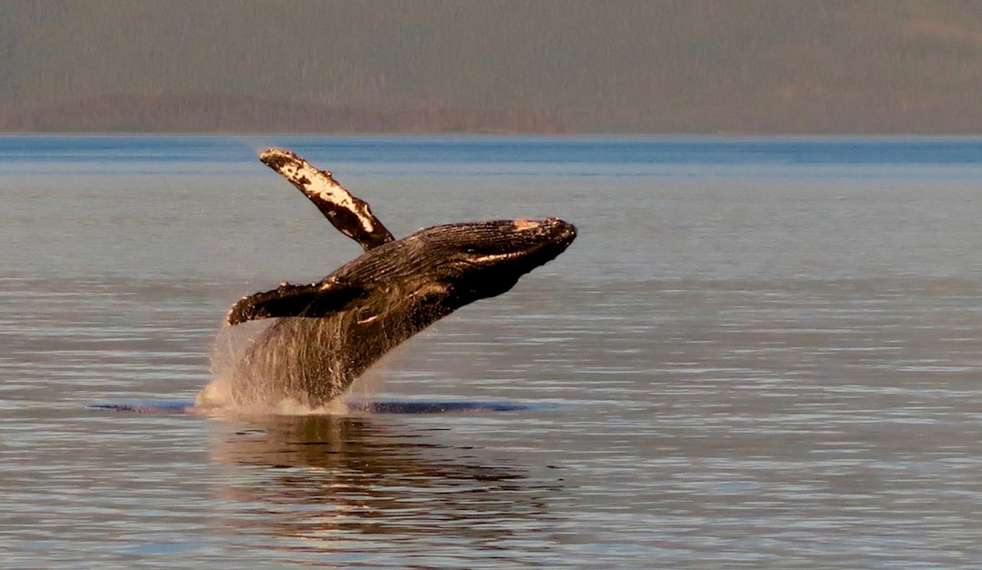 Humpback whale and calf