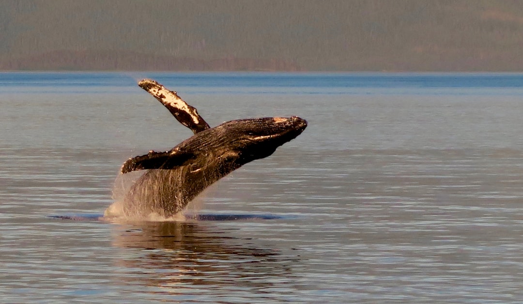 Humpback whale breaching