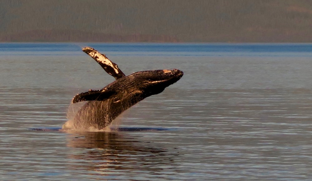 black and white whale on water during daytime