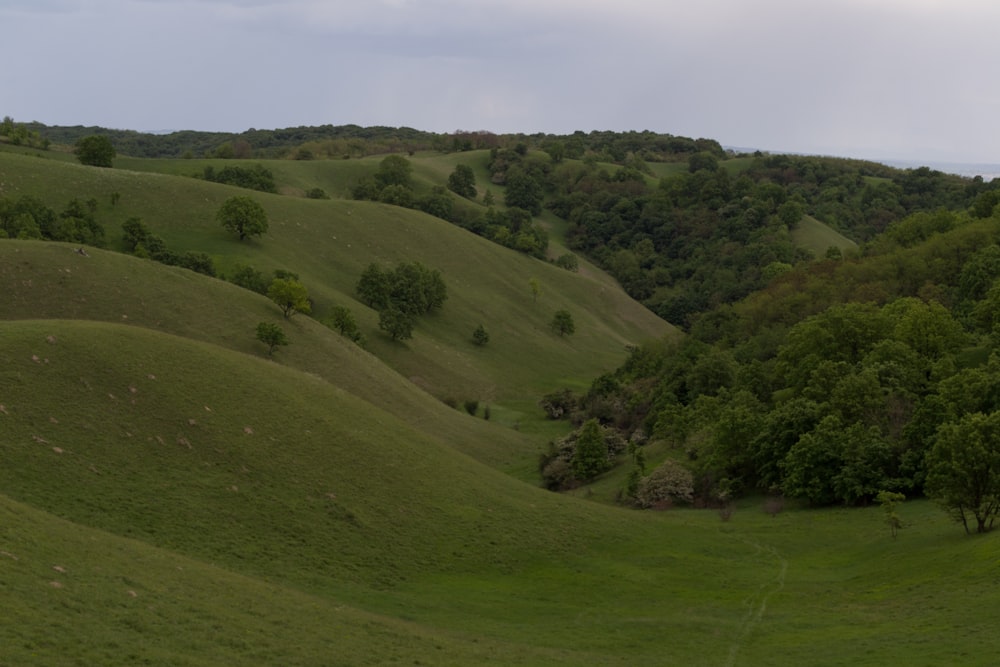 green grass field under white sky during daytime