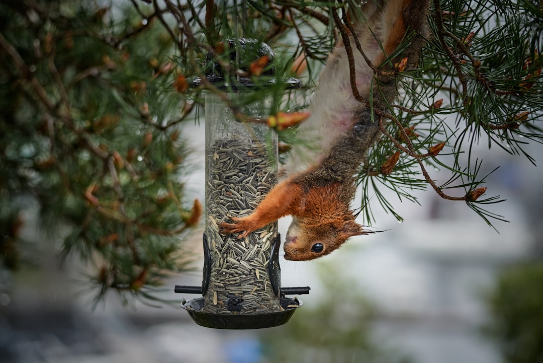 brown squirrel on black bird feeder
