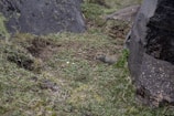 A small rodent, likely a ground squirrel, is partially visible amidst a rocky and grassy terrain. It is hiding near the edge of a large rock, blending in with the surrounding vegetation.