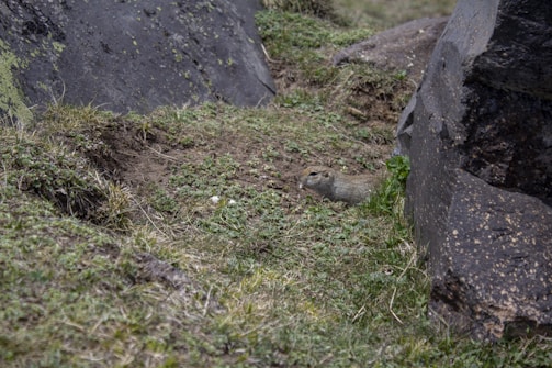A small rodent, likely a ground squirrel, is partially visible amidst a rocky and grassy terrain. It is hiding near the edge of a large rock, blending in with the surrounding vegetation.