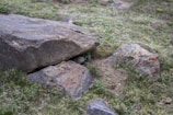 A small animal, possibly a ground squirrel, peeks out from under a large rock in a grassy area. The scene includes several rocks of varying sizes and patches of green grass interspersed with dirt.