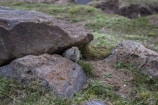 A small rodent, possibly a ground squirrel, is partially hidden under a large rock in a grassy area. The surroundings include several rocks and patches of green grass and moss.