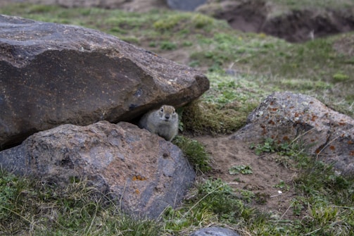 A small rodent, possibly a ground squirrel, is partially hidden under a large rock in a grassy area. The surroundings include several rocks and patches of green grass and moss.