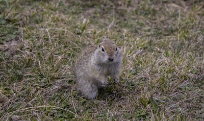 A small, furry animal stands on a patch of grass, looking directly at the camera. It has a light brown and grayish coat, with short limbs and a stocky build. The surrounding area consists of a mixture of green and dry grass.