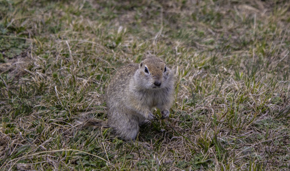gray rodent on green grass during daytime