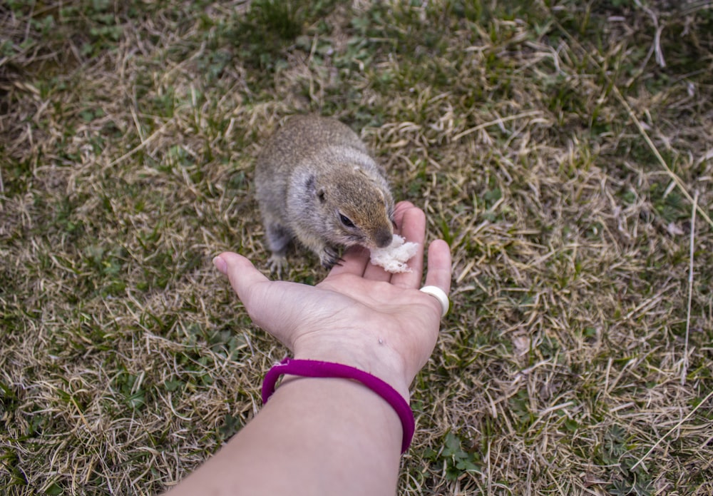 person holding brown and gray rodent