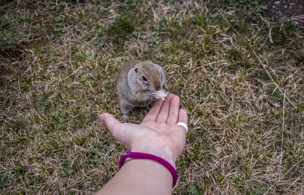 brown and white rabbit on persons hand
