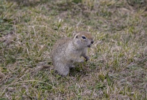 Golang 알아두면 좋은 Tip - 2