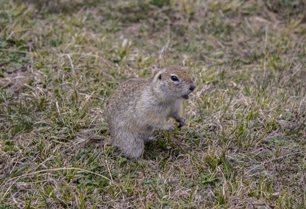 brown rodent on green grass during daytime