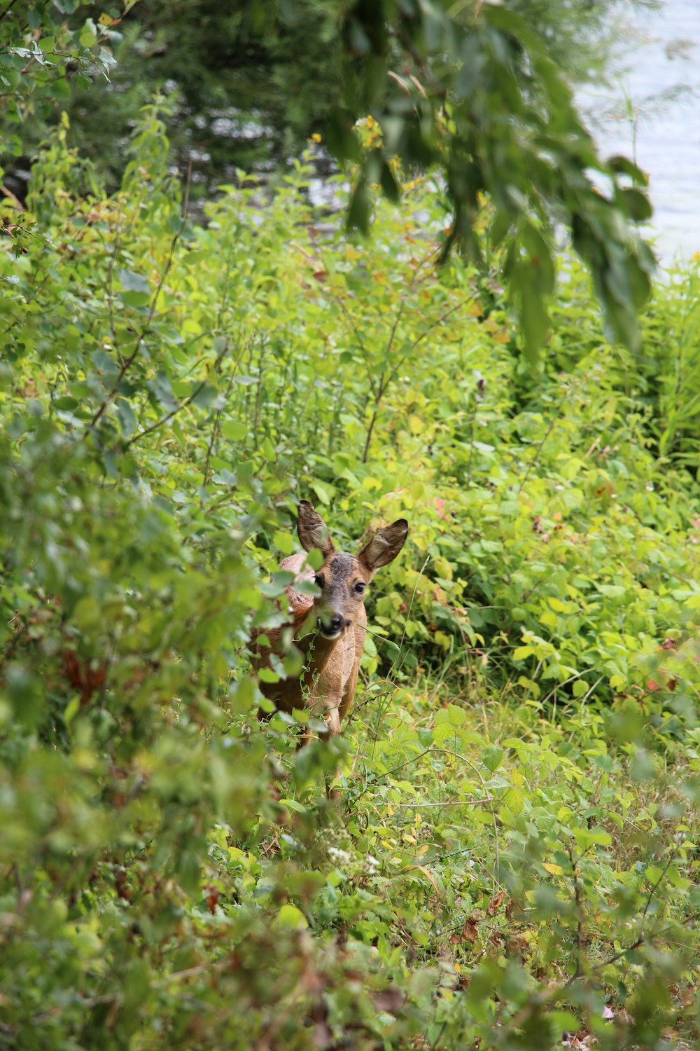 brown deer on green grass during daytime