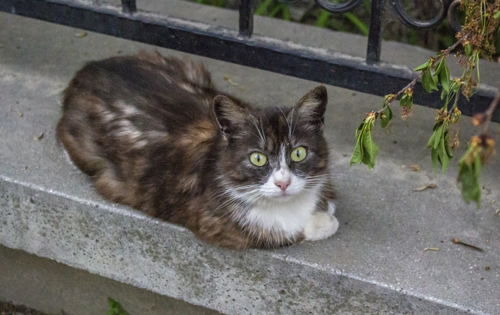 gato marrom e branco no chão de concreto cinza