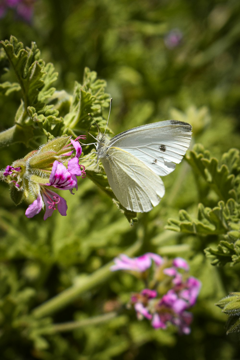 white butterfly perched on purple flower in close up photography during daytime