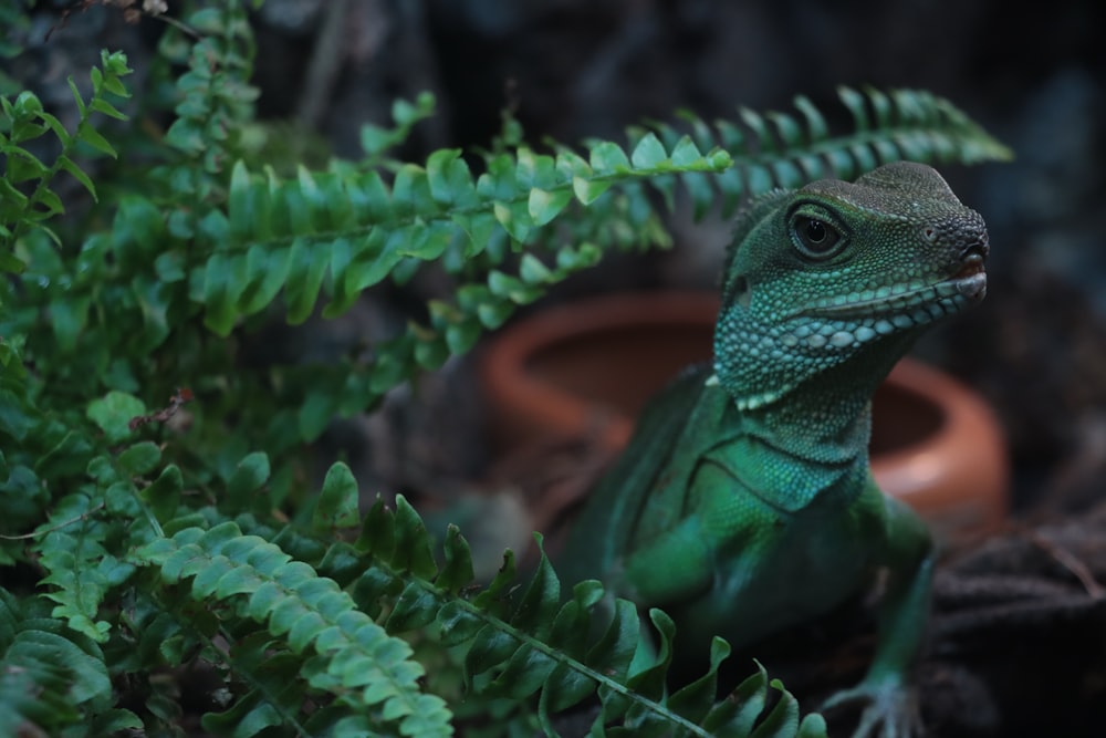 green lizard on green leaves