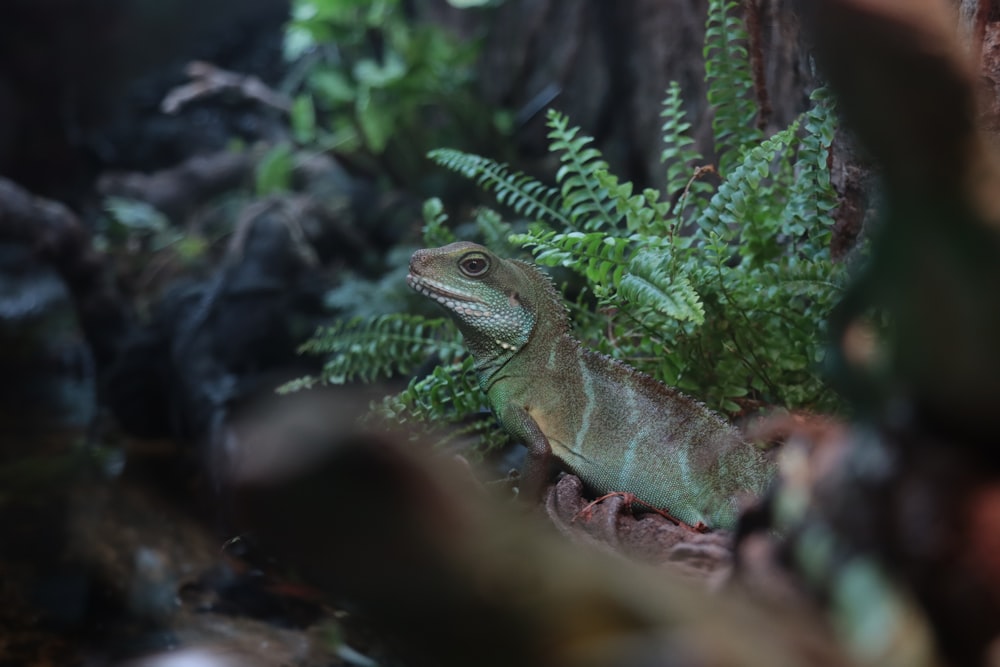 green and brown lizard on brown wood