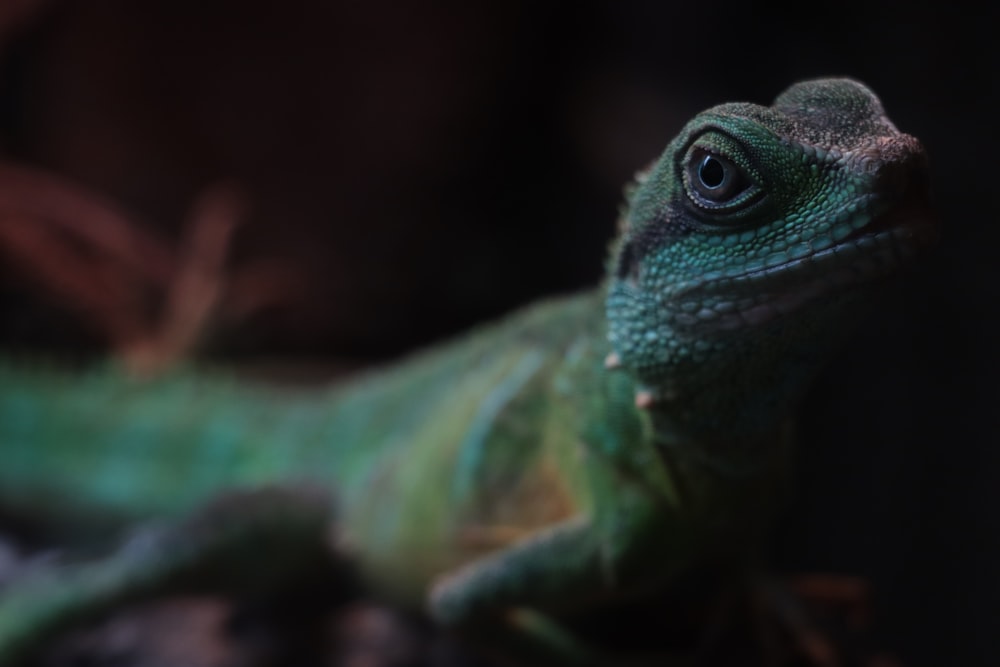 green and brown lizard on brown wood