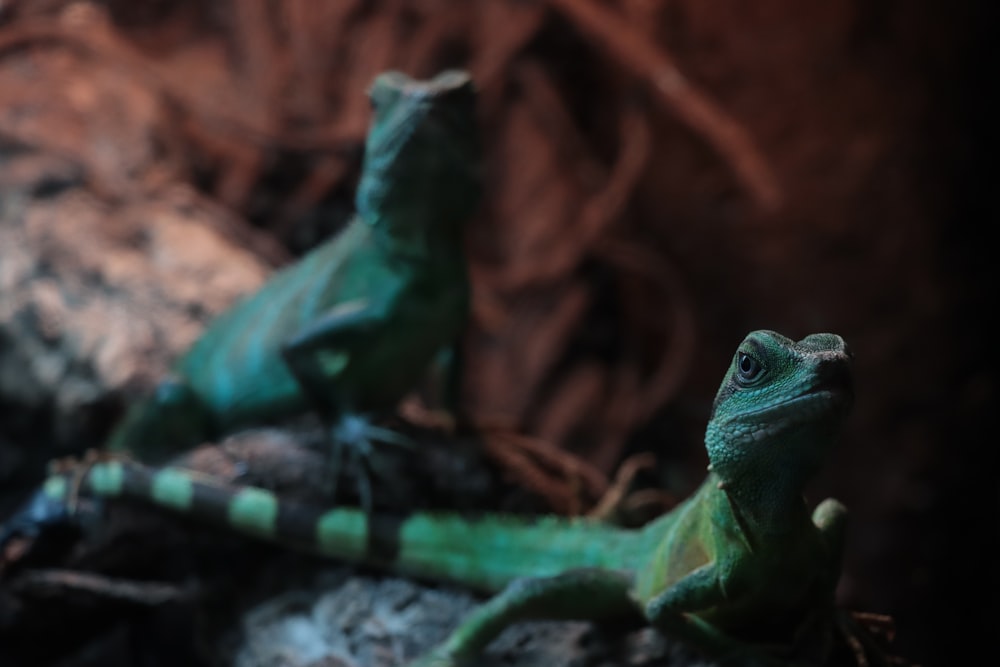 green and black lizard on brown soil