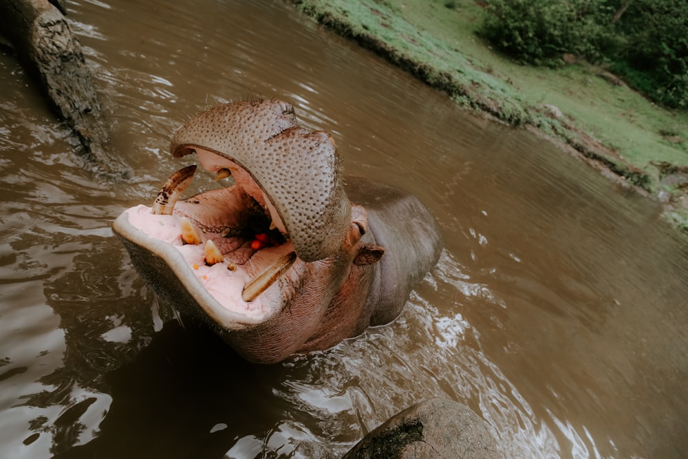 brown animal on body of water during daytime