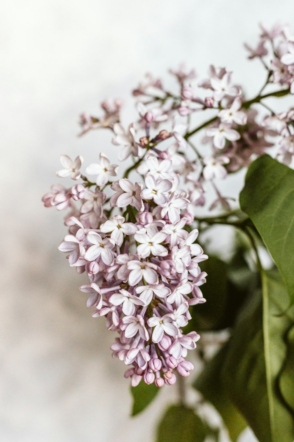 white and pink flowers in tilt shift lens