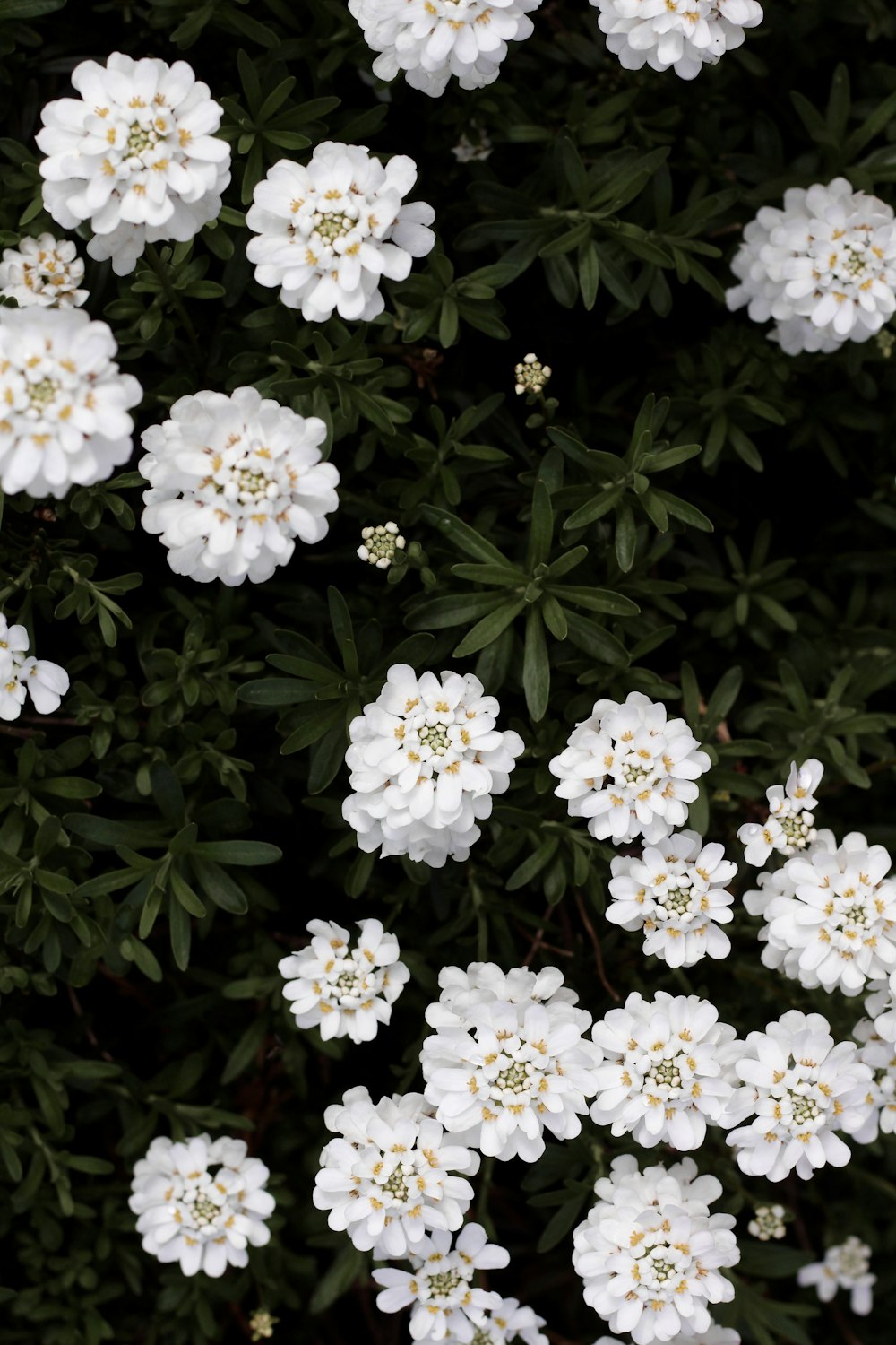 white flowers with green leaves