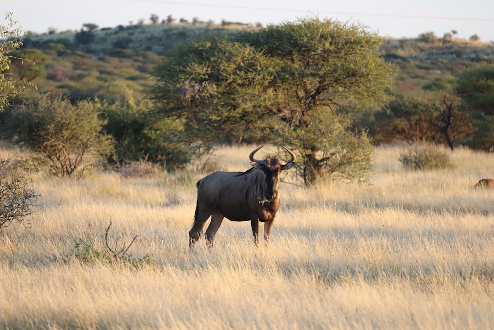 brown water buffalo on brown grass field during daytime