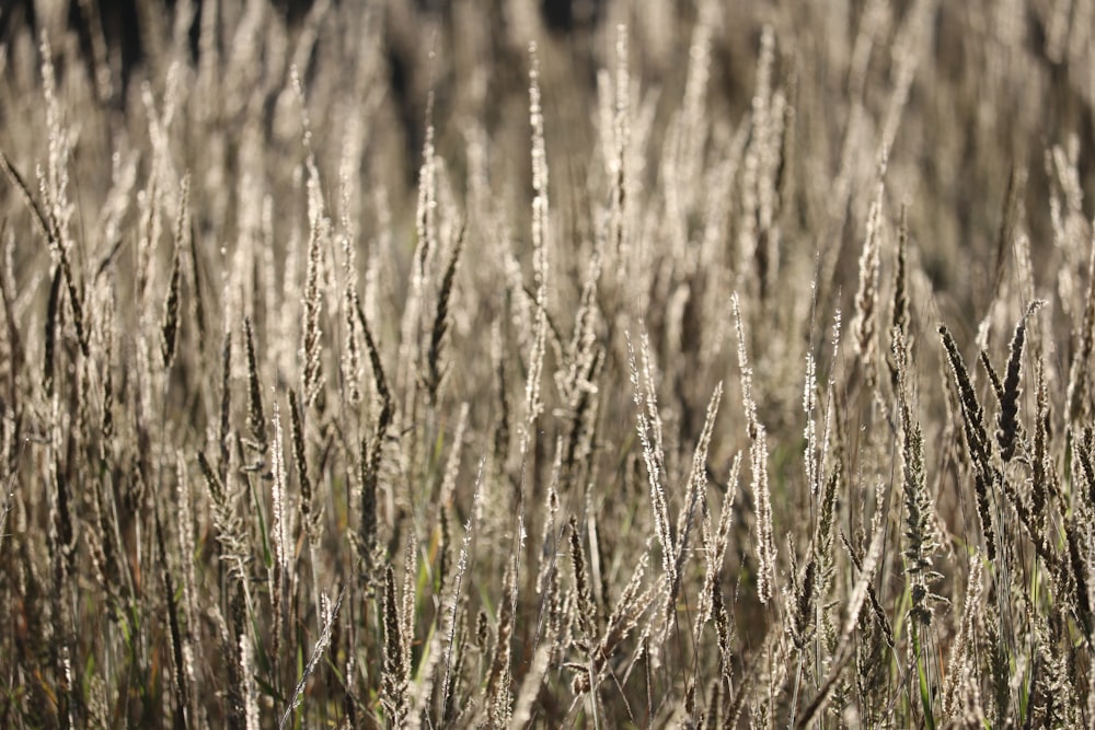 brown grass field during daytime