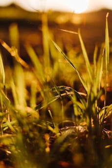 Close-up of soft, lush green grass blades in gentle sunlight