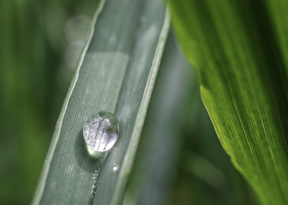 a drop of water sitting on top of a green leaf