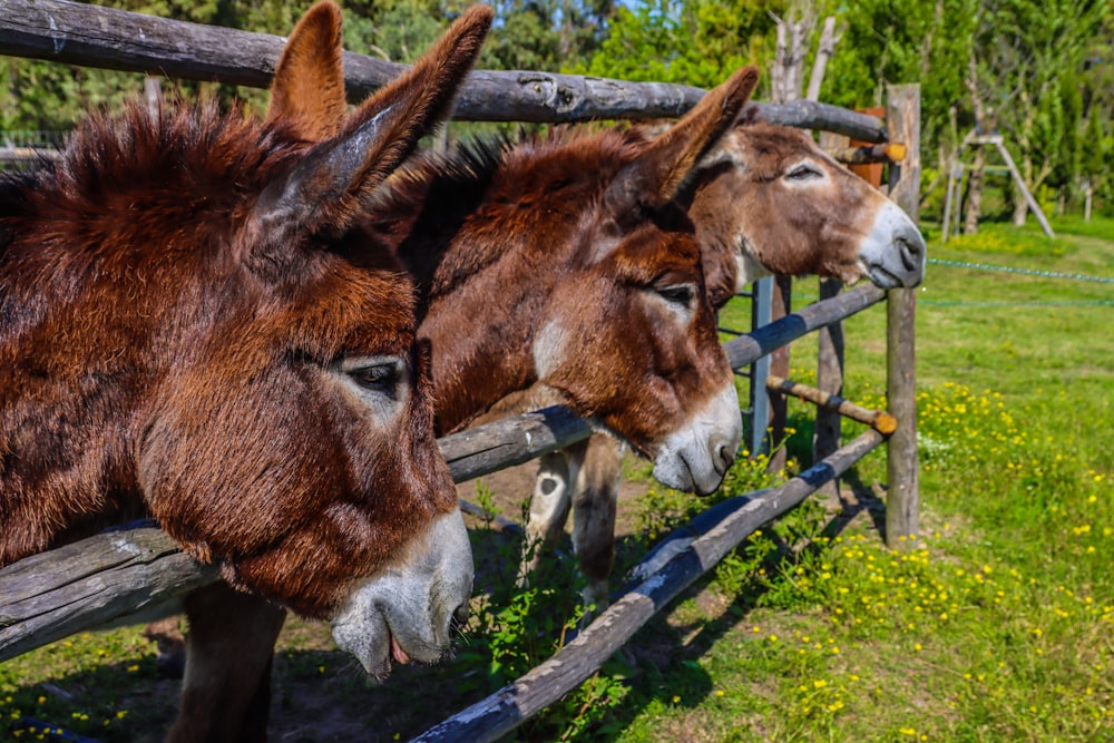 brown horse eating grass during daytime