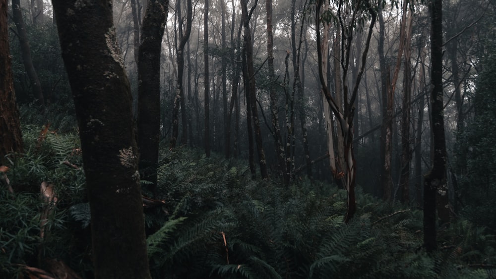 green plants and trees during daytime