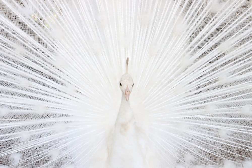 white peacock feather in close up photography