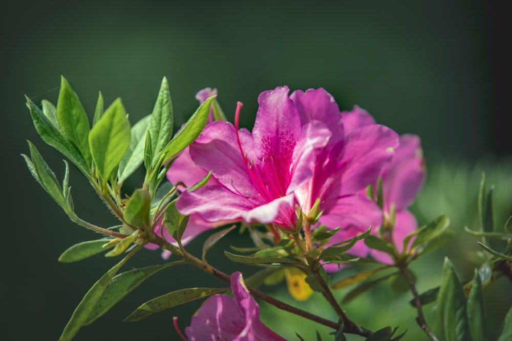 チルトシフトレンズの紫色の花