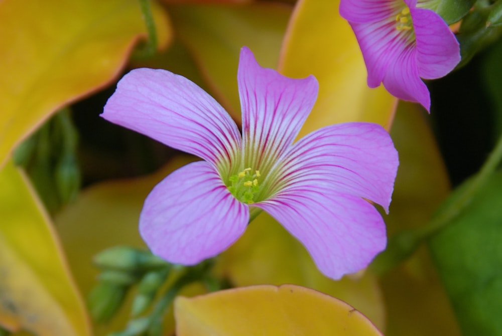 purple flower in macro shot