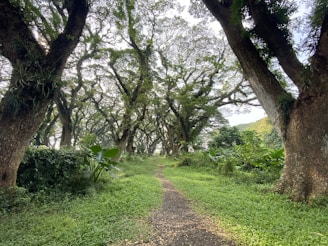 green grass and trees during daytime