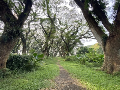 green grass and trees during daytime
