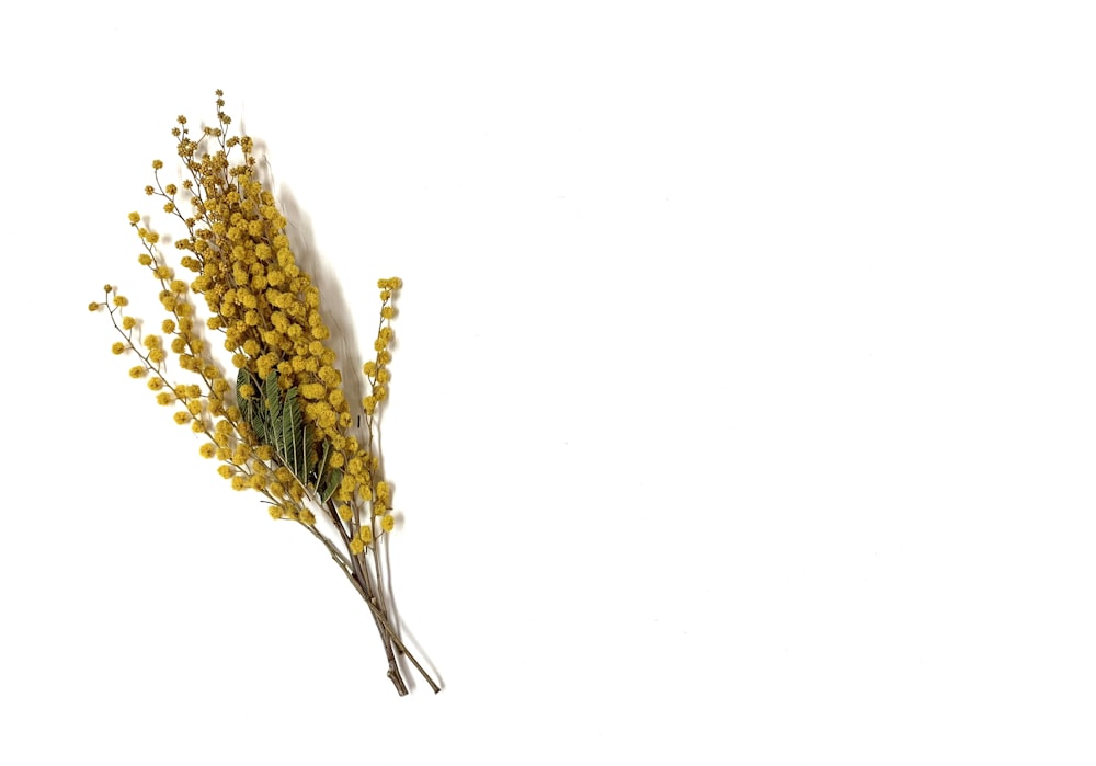 yellow and white flower on white background