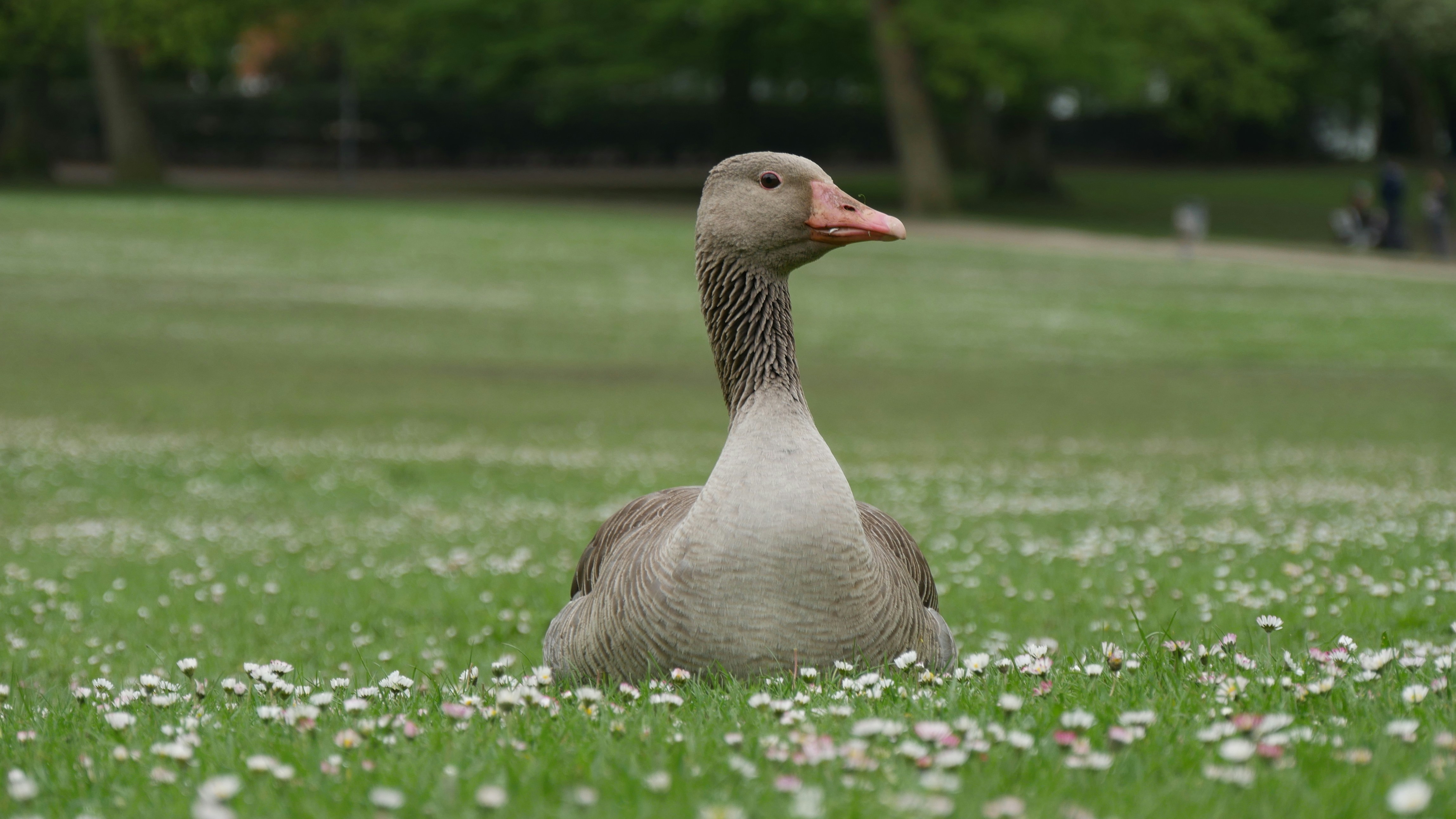 거위가 풀을 먹는 꿈의 의미와 해석: 다양한 꿈풀이와 상징성