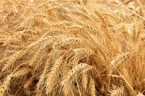 brown wheat field during daytime