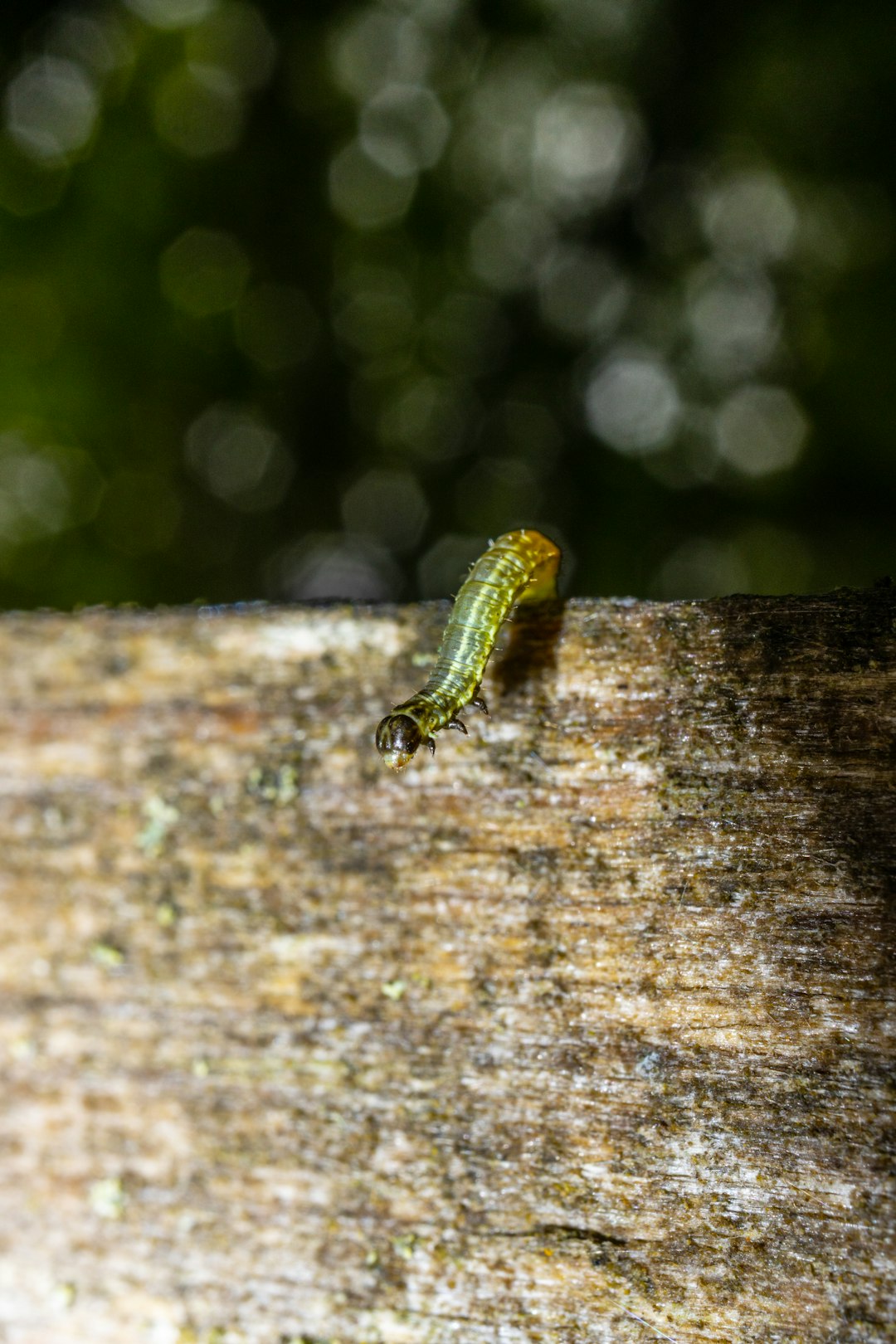 green caterpillar on brown wood