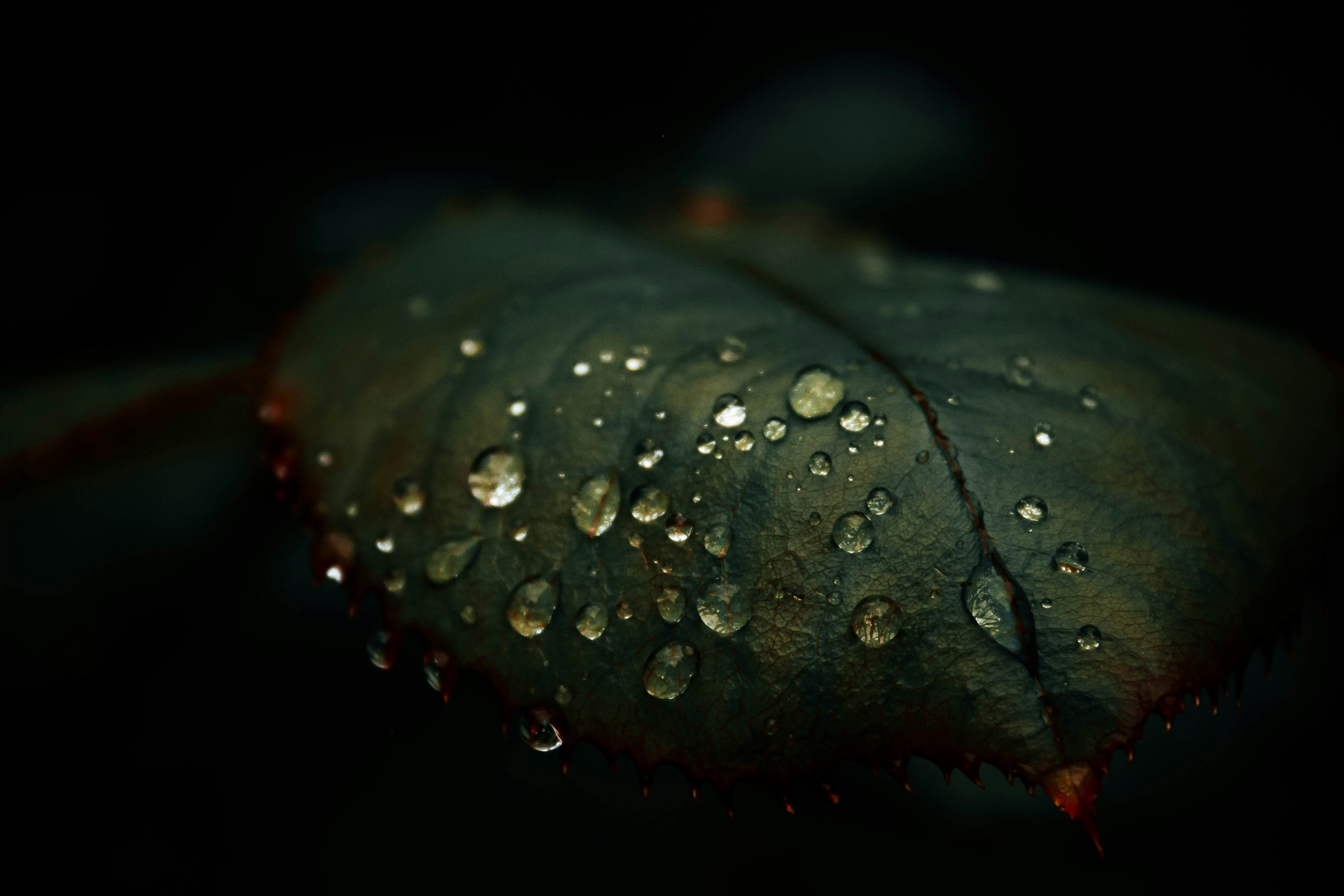 Photo by bglrk
