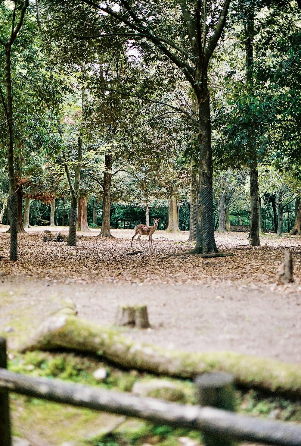 brown deer standing on green grass field surrounded by green trees during daytime