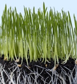 Close-up of vibrant green leaves nourished by ecoroot microbial fertilizer.