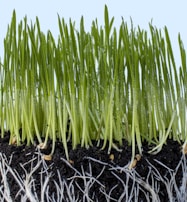 Close-up of young sugarcane shoots sprouting from rich soil.