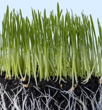 Close-up of healthy soil with roots and moisture sensors in a farm field.