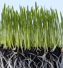 Close-up of vibrant green grass shoots projecting upward from rich black soil, with visible white roots intertwined below and droplets of moisture clinging to the blades.