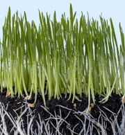green plant on black soil