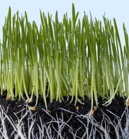 Close-up of rich soil and healthy plant roots illustrating soil health restoration efforts.