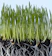 Close-up of a gardener inspecting healthy roots in rich, dark soil.